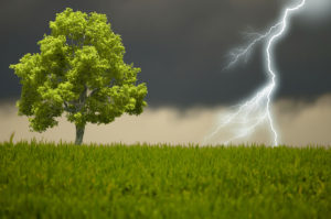 the tree and the storm